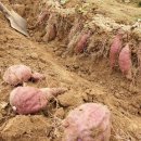 화영농장 이미지