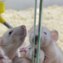 달펫 소동물샵 이미지