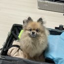 [일본] 3박4일 오사카 여행 1탄 (3월말 4월초 날씨, 프리미엄 간사이 조이패스, INNN셔틀버스, 오사카성...