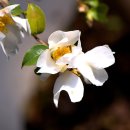 카멜리아 이미지