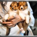 멍멍이천국 이미지