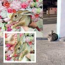 양문호자동차병원