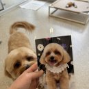 살롱드멍멍 이미지