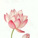 보타니컬아트(중급) 이미지