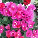 가람농원 이미지