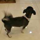 쭈 애견미용 이미지