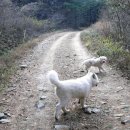 각료암
