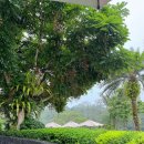 베드로농장 | 발리/ 그렇게 좋다던 파드마 우붓 Padma Resort Ubud에서 마지막 여정을 feat. 객실 업글 후기