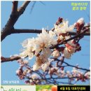 4월 5일. 식목일. 한국의 탄생화와 부부 사랑 / 살구나무, 자두나무, 앵도나무 등 이미지