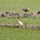 여름철새 황로(Cattle egret) 이미지