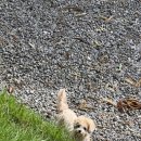 오독오독 반려견유치원 이미지