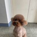 뚜니살롱 이미지