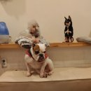 동건스애견카페 이미지