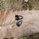 나무랑 풀이랑 이미지