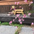 화분인간 이미지