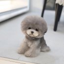 고양&화이트퍼피켄넬 | 새 가족을 만나러 방문한 동탄강아지 클라씨퍼피 방문 후기!