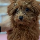 댕댕이살롱 이미지