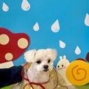 늘 예쁘개 이미지