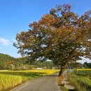 알프스마을민박 이미지