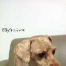 바비애견미용 이미지