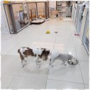 메가펫 애견호텔 이미지