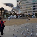 부산갈매기 이미지