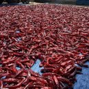 [동락점빵 이동장터 이야기] 7월 25일 운행기록 이미지