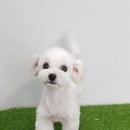 파리바게뜨수원탑동 이미지