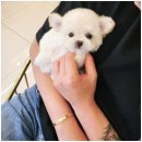 대구강아지분양 퍼피얌 이미지