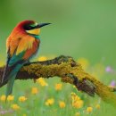 나무와새 이미지