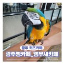 광주앵카페 이미지