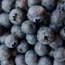 블루베리 이미지