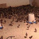 예민꿩농장 이미지