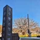 장수동 은행나무 | 인천시 남동구 장수동 은행나무