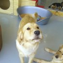 빙고 애견카페 이미지