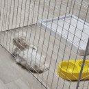 파주운정강아지분양 호야펫 | 호야펫 파주운정 새로운 가족 설기 맞이했어요