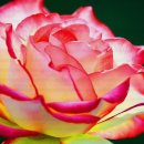 서울화원 이미지