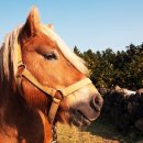 스파벨리스 이미지