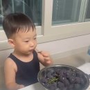 쇼츠) 포도는 영어로? 이미지