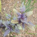 오팔농장 이미지