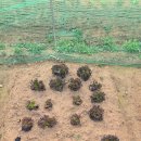 기특이네 농장 이미지