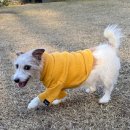 수원-0537 | 강아지단독운동장 수원용인애견카페 멍캉스 다녀왔어요!