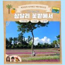 삼달리이야기 | 제주 여름 가볼만한곳 삼달리 꽃밭에서 천일홍 입장료 포토존 총정리