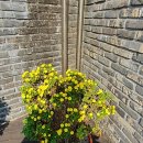 카멜리아캐슬 이미지