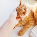 데본냥이 이미지