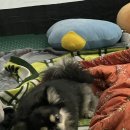 치와오