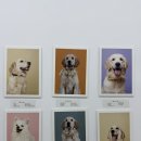 뭉스벨리 | 강동구 리트리버카페 뭉스벨리 솔직후기(예약, 주차)