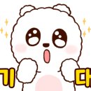 모모 애견미용 이미지