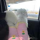 도그베이 동탄호수공원점 이미지