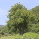 김해 주동리 모과나무 이미지